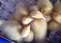 Chicks