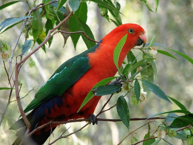 kingparrot