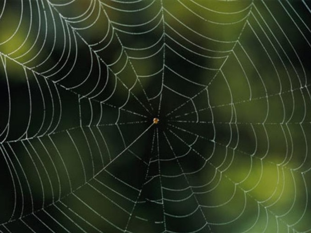 spider web