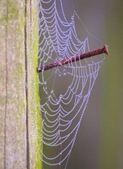 spider web nail