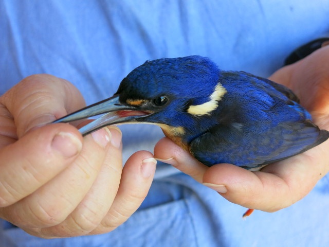 kingfisher 2