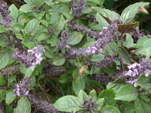 Holy Basil