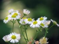 Daisies