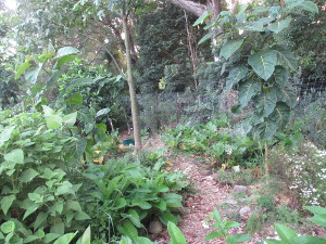 Food Forest
