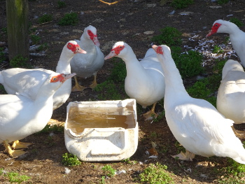 Muscovy Family