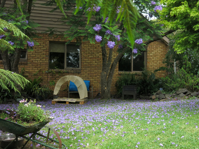 The crib under the Jacaranda