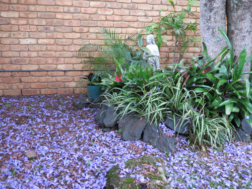 Mary under the Jacaranda