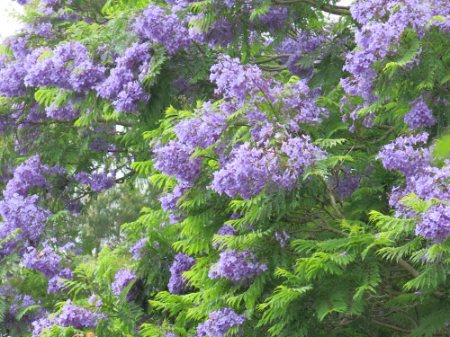 Jacaranda