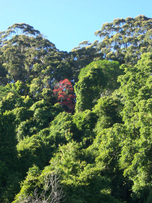 Red Tree