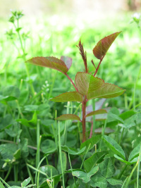 Small Rose Plant