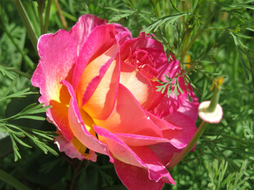 Pink Yellow Rose