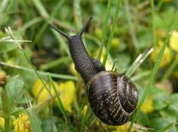 Another snail
