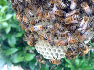 Bee swarm close up