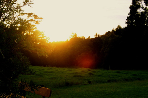 Trees at sunset