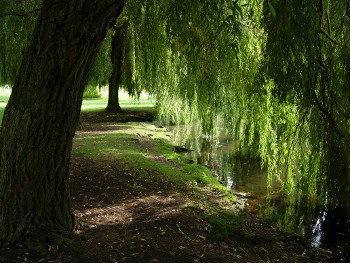 Willow Tree